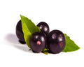 Acai Blossom Fragrance Oil