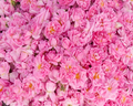 Bulgarian Rose Fragrance Oil
