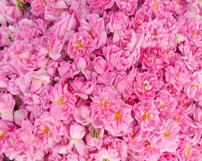Bulgarian Rose Fragrance Oil