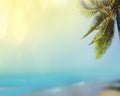 Hawaiian Dream Fragrance Oil