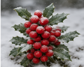 Holly Jolly Berry Fragrance Oil