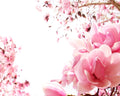 Magnolia Fragrance Oil