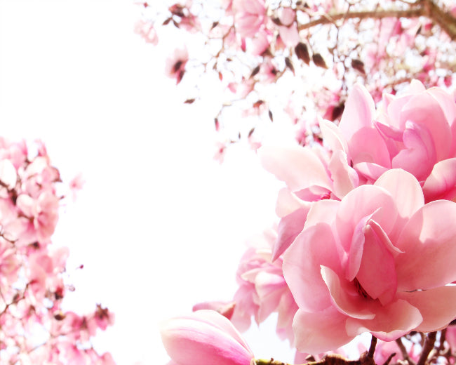 Magnolia Fragrance Oil