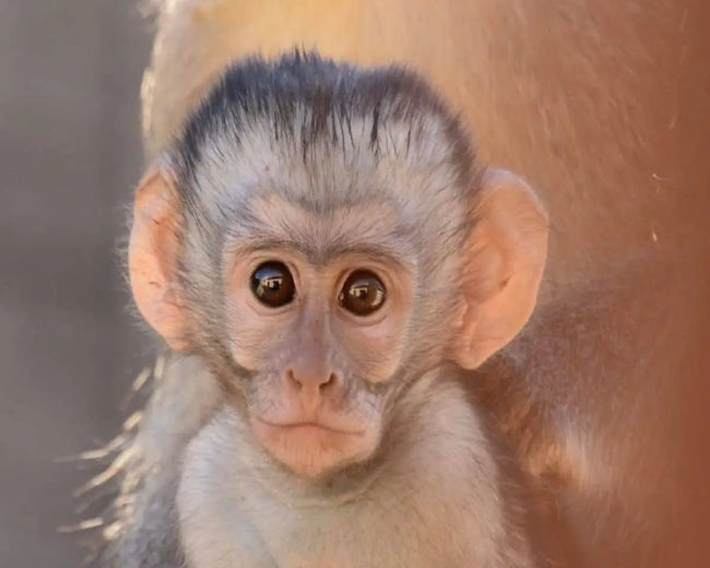 Monkey Farts Fragrance Oil