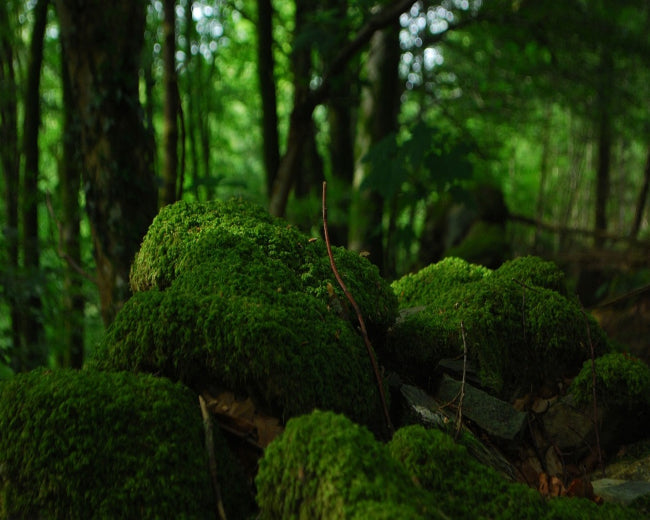 Oak Moss Fragrance Oil