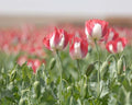 Opium Fragrance Oil