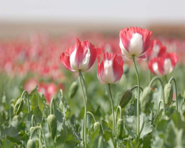 Opium Fragrance Oil