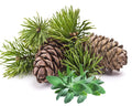 Red Cedar & Sage Fragrance Oil