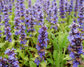 Sage Flower Fragrance Oil