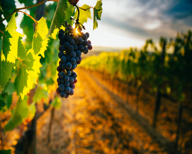 Tuscan Vineyard Fragrance Oil