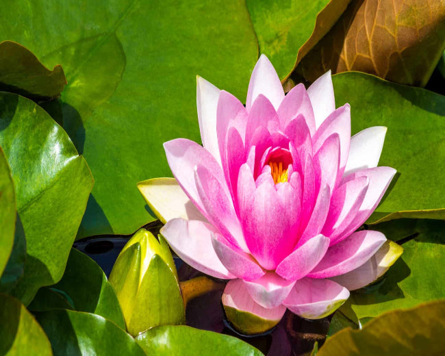 Water Lily