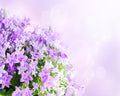 White Lilac Lavender Fragrance Oil