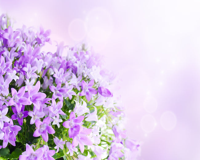 White Lilac Lavender Fragrance Oil